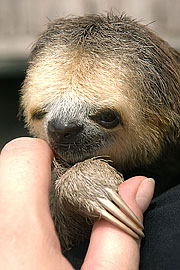 Picture 'Br1_0_00461 Three-toed sloth, Brazil'